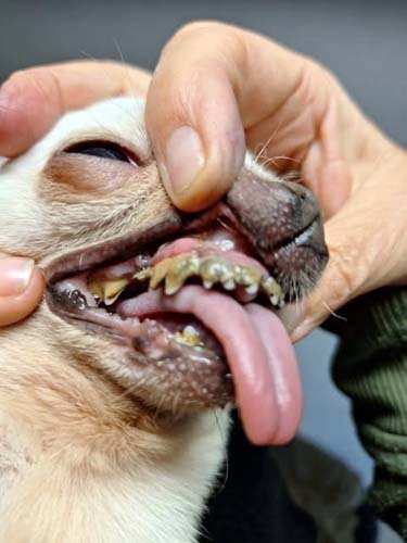 „Ich wünsch mir einen Hund…“ – und was dahinter steckt